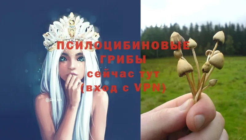 Галлюциногенные грибы Psilocybine cubensis  ОМГ ОМГ как войти  Славск 